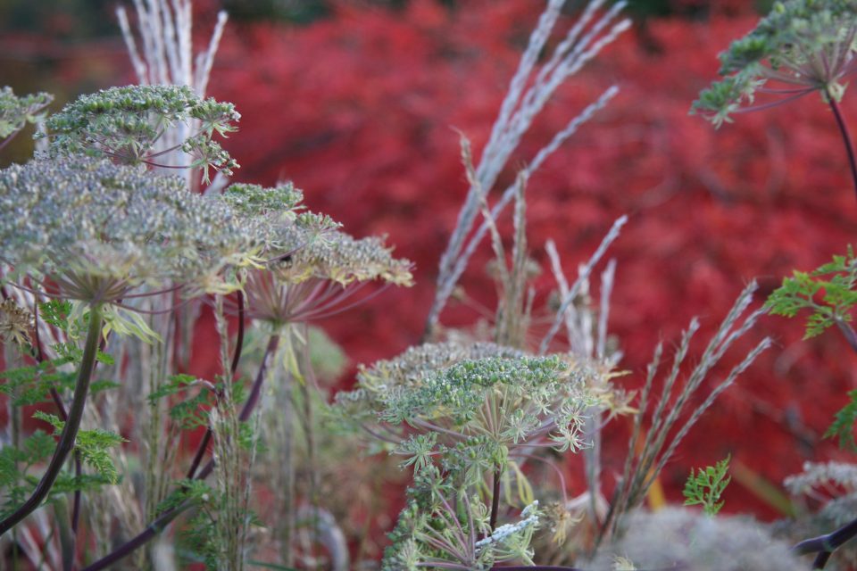 Doldenblüten und silbrige Gräserrispen vor leuchtend rotem Herbstlaub