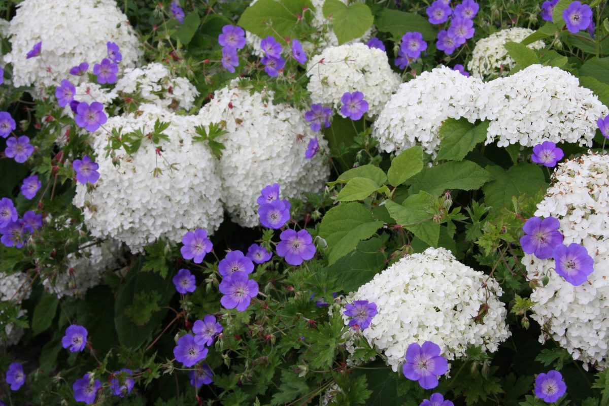 Weiße Blütenbälle der Hortensie Annabelle, durchwoben von violettem Storchschnabel Rozanne